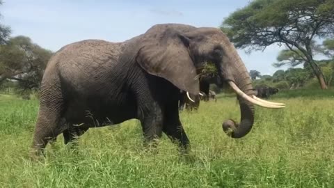Wonderful and beautiful elephant