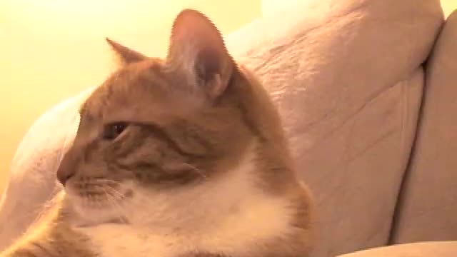 I miss my cat rollo😭🐱❤️🙏