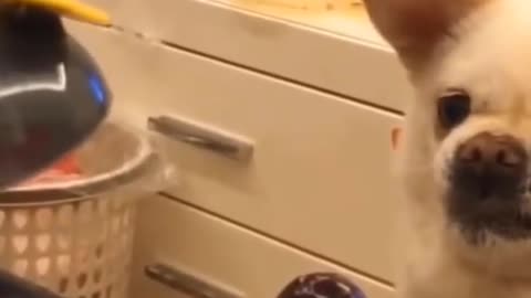 Funny dog compilation dog video funny video