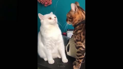 Slapstick kitty