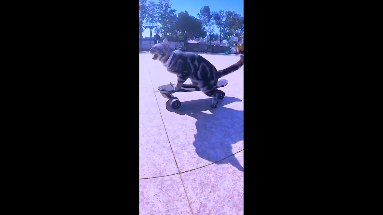 Fane cat