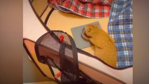 Cats funny movement best video clips.