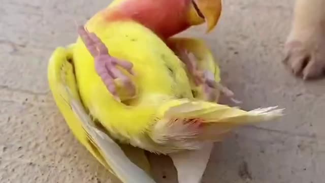 Pet dogs and parrots