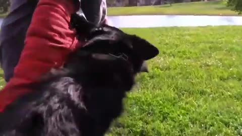 How To Make Dog Become Aggressive With Few Simple steps and cool trikes
