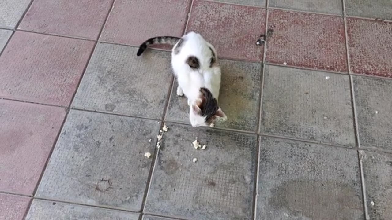 The cute little cat is very hungry. I gave food to a hungry cat.