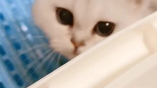 The cat arrived at her new home, curious and afraid