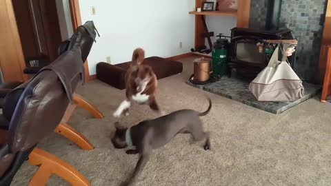 What Does Good Roughhousing Among Dogs Look Like?
