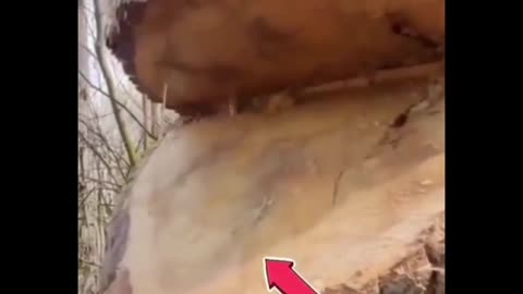 Water coming out of tree trunk, Amazing