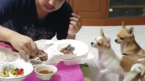 Doggo Destroys Dinner