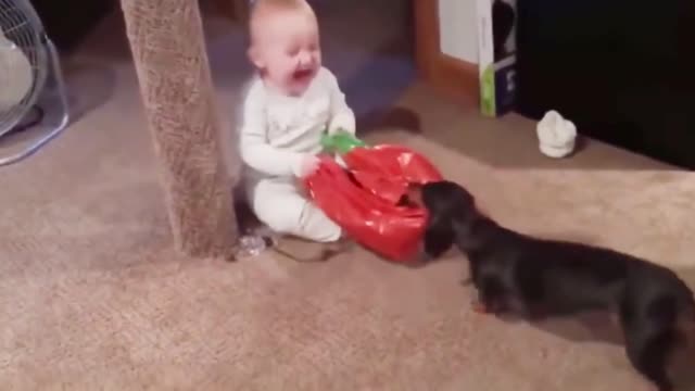 Dogs are the best friend of Babies 54