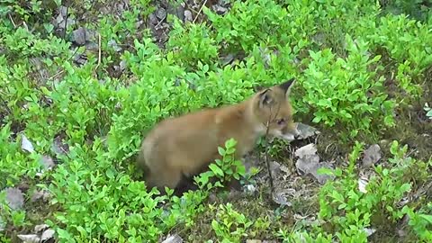 Fox 🦊