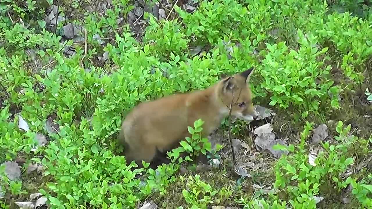 Fox 🦊