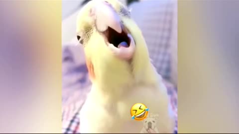 parrot sing sweat song| parrot gana gate hue | bird sing