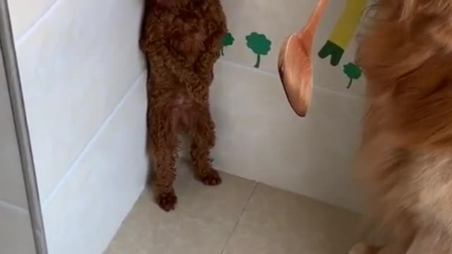 Dogs with short memories