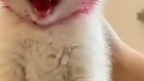 Cute and Funny Cat Videos Compilation #shorts #cats #funny #pets #animals #kittens