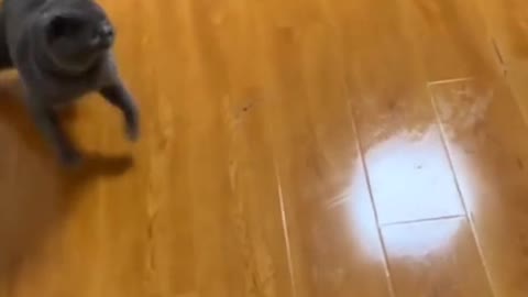 Cat and ball