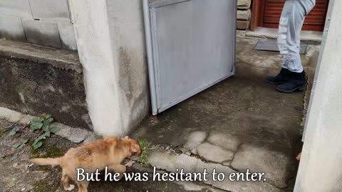 Abandoned Puppies