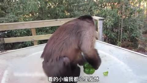 naughty monkey