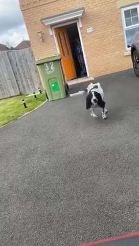 Doggo is so excited to see her Aunty
