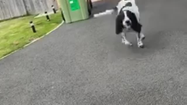 Doggo is so excited to see her Aunty