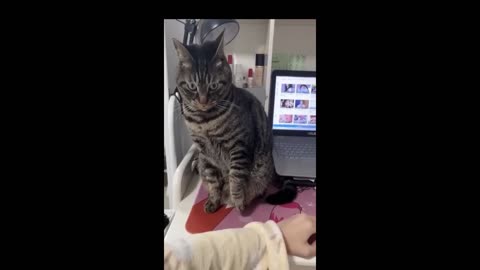 Best Funny Dogs And Cats Videos - Funniest Animals Videos