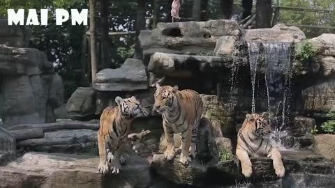 Funny Animal Videos