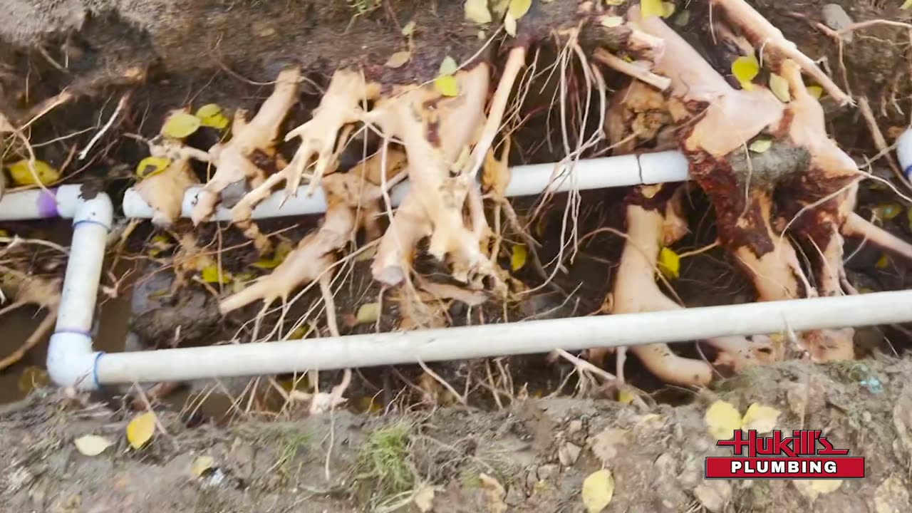 What Tree Roots will do to your Water and Sewer Line