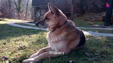#sounds #love #dogs Best Sounds Your Dog Loves | Sounds that attract dogs