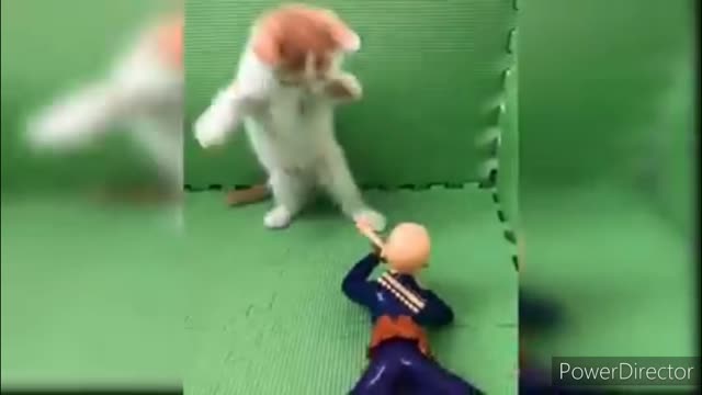 Funniest cats video 2022 #10