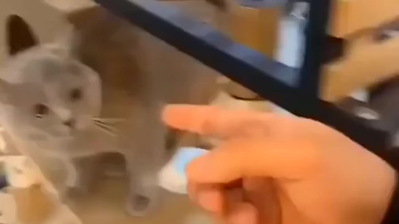 The Singer Cat 🤣🤣
