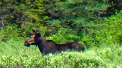Bull Moose