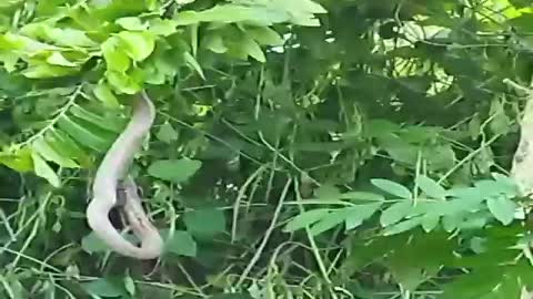 Mongoose Vs King Cobra Ultimate Fight - Part 01