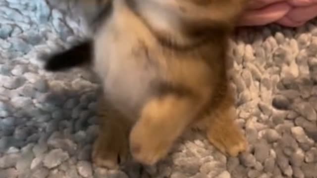 The kitten is so cute!