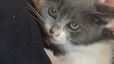 A small but already aggressive cat