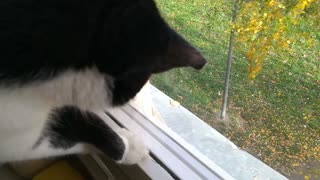 Cat triggered by a leaf