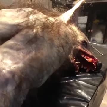 D.U.M.B. II Cloning Experiments