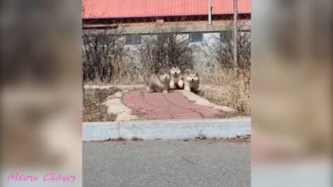 Baby Alaskan Malamute Cute and Funny