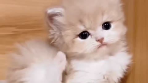 The kitten is so cute, I want to have one too
