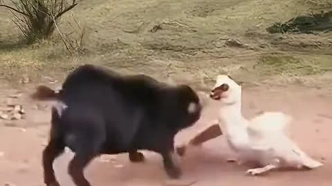 A fowl and a goat are fighting