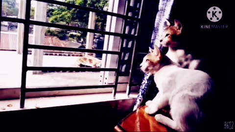 Cat V/s Monkey Funny Video