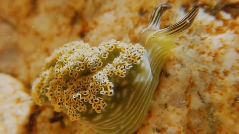 Fascinating Yellow Sea Slug