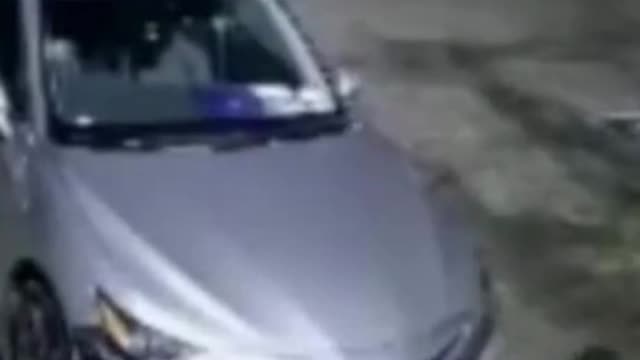 Dogs destroys my Car