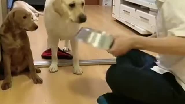 Please save me my friend (Cute funny puppies)