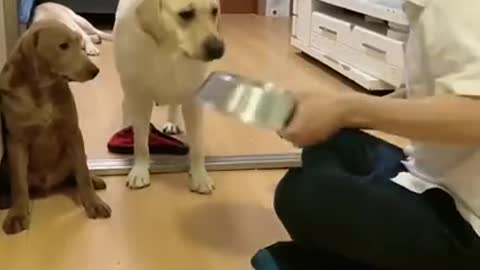 Please save me my friend (Cute funny puppies)