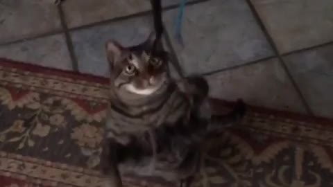 Slow motion cat catching string
