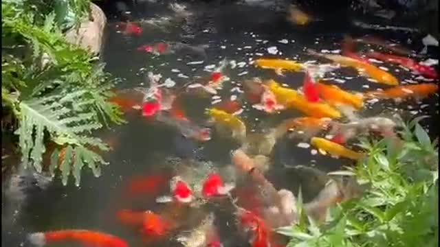 Fish