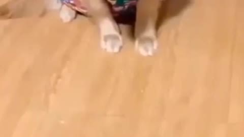 Cats & dogs with their owners - Funny and cute animal compilation🤣