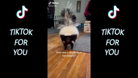 40 MINUTES OF TIK TOKS THAT WILL MAKE YOU LAUGH HYSTERICALLY