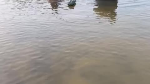 Arabic prank 🐊😱🤣