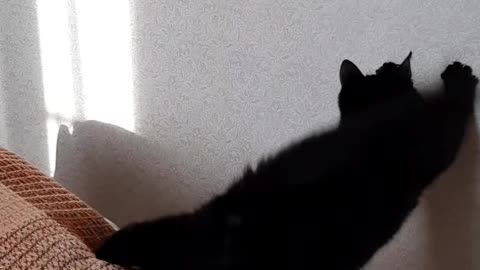 Сумасшедший кот.